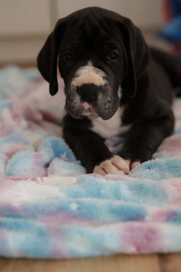 Athos Great Dane Athos Great Dane