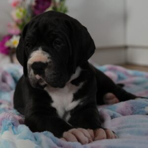 Athos Great Dane Athos Great Dane