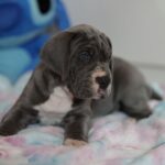 Azur-male-great-dean-puppy-for-sale- (1)