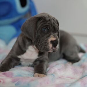 Azur Great Dane Azur Great Dane