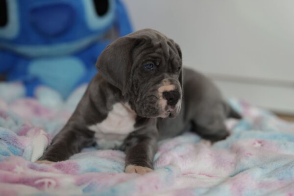 Azur Great Dane Azur Great Dane