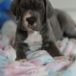 Azur-male-great-dean-puppy-for-sale- (2)