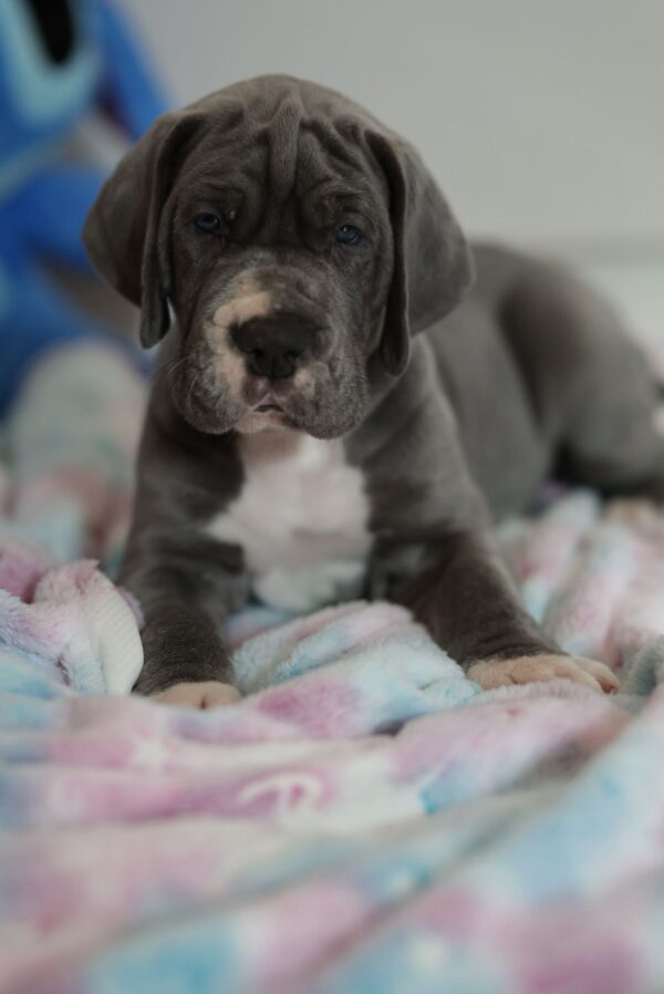 Azur Great Dane Azur Great Dane