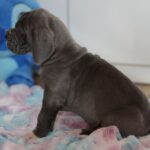 Azur-male-great-dean-puppy-for-sale- (3)