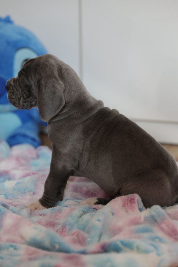 Azur Great Dane Azur Great Dane