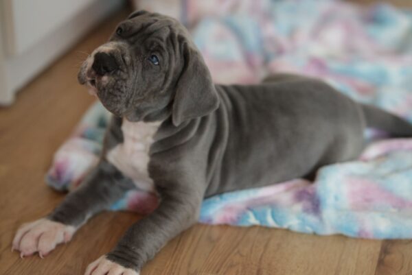 Azur Great Dane Azur Great Dane