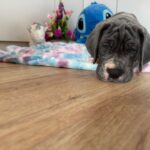 Azur-male-great-dean-puppy-for-sale- (5)