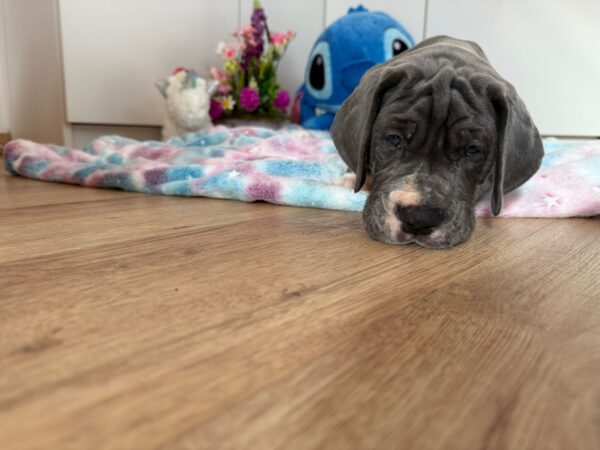 Azur Great Dane Azur Great Dane