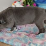 Azur-male-great-dean-puppy-for-sale- (6)