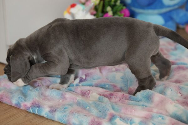 Azur Great Dane Azur Great Dane