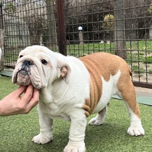Baby English Bulldog Baby English Bulldog