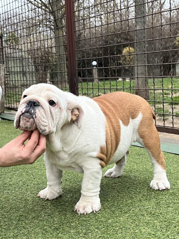 Baby English Bulldog Baby English Bulldog
