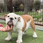 Baby-female-english-bulldog-puppy-for-sale- (2)