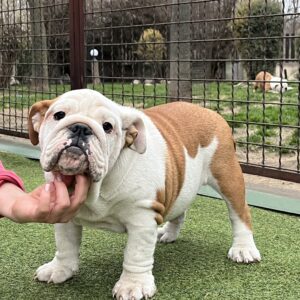 Baby English Bulldog Baby English Bulldog