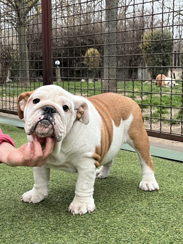 Baby English Bulldog Baby English Bulldog