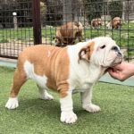 Baby-female-english-bulldog-puppy-for-sale- (3)