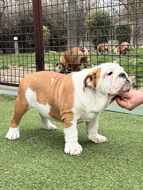 Baby English Bulldog Baby English Bulldog