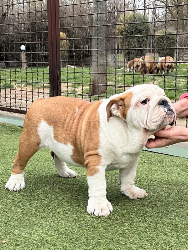 Baby English Bulldog Baby English Bulldog