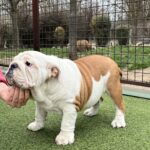 Baby-female-english-bulldog-puppy-for-sale- (5)