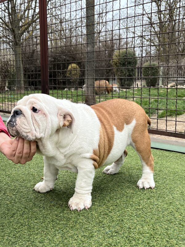 Baby English Bulldog Baby English Bulldog