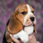 Barney-male-Beagle-puppy-for-sale-1