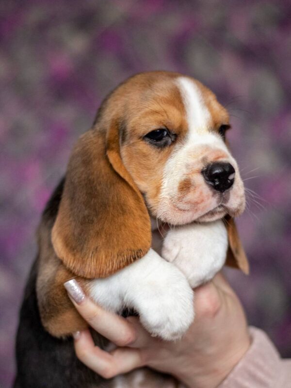 Barney Beagle Barney Beagle
