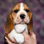 Barney-male-Beagle-puppy-for-sale-2