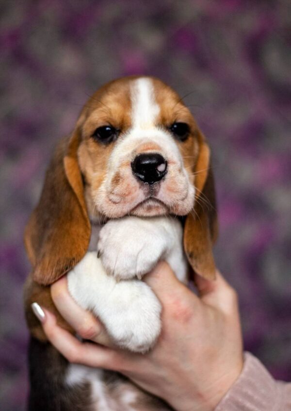 Barney Beagle Barney Beagle