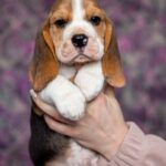 Barney-male-Beagle-puppy-for-sale-3