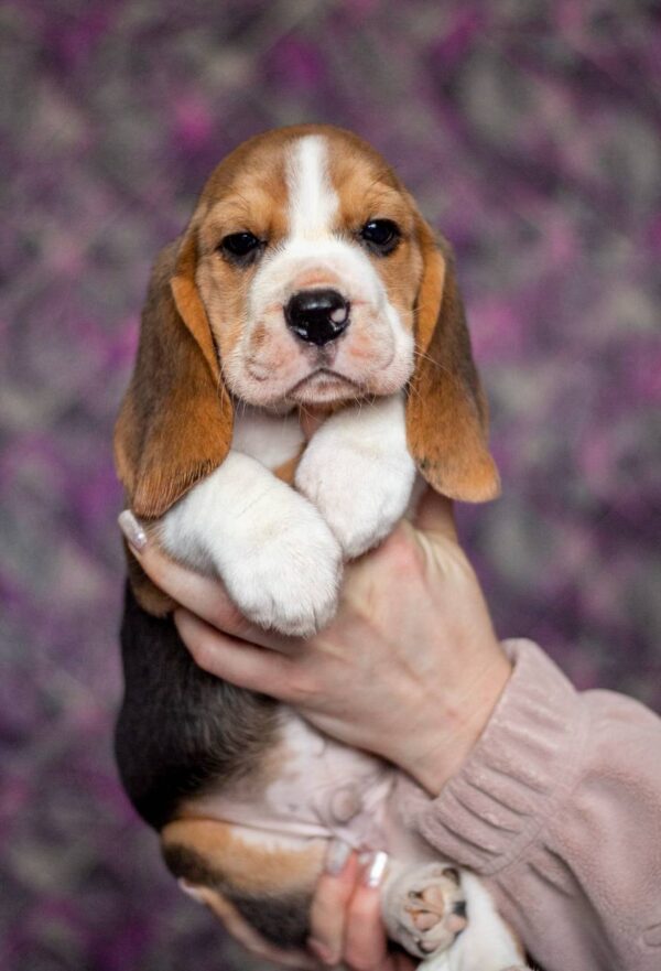 Barney Beagle Barney Beagle