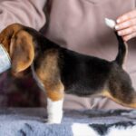 Barney-male-Beagle-puppy-for-sale-4
