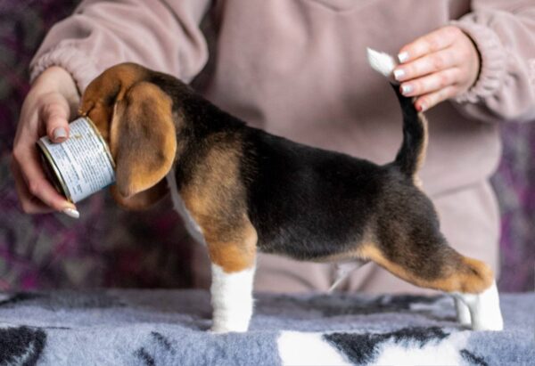 Barney Beagle Barney Beagle