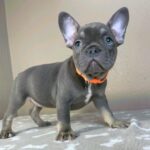 Bastinda-female-french-bulldog-puppy-for-sale-1 (1)