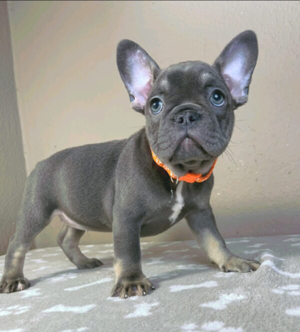 Bastinda French Bulldog Bastinda French Bulldog