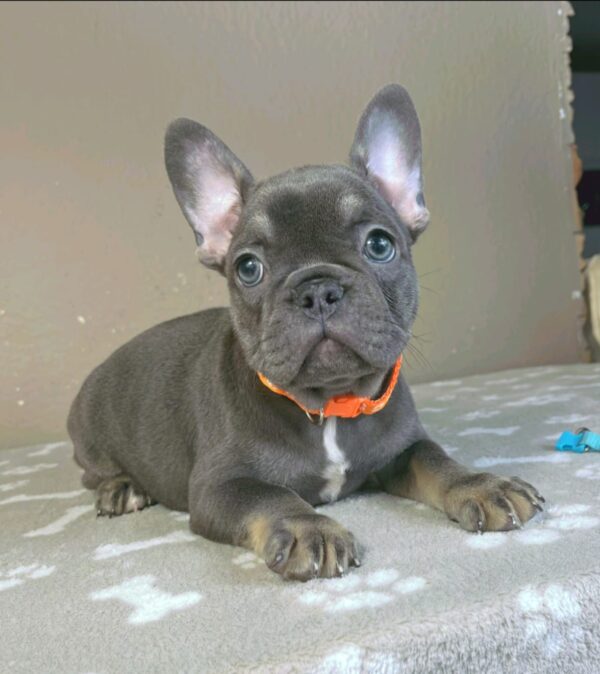 Bastinda French Bulldog Bastinda French Bulldog