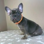 Bastinda-female-french-bulldog-puppy-for-sale-1 (3)