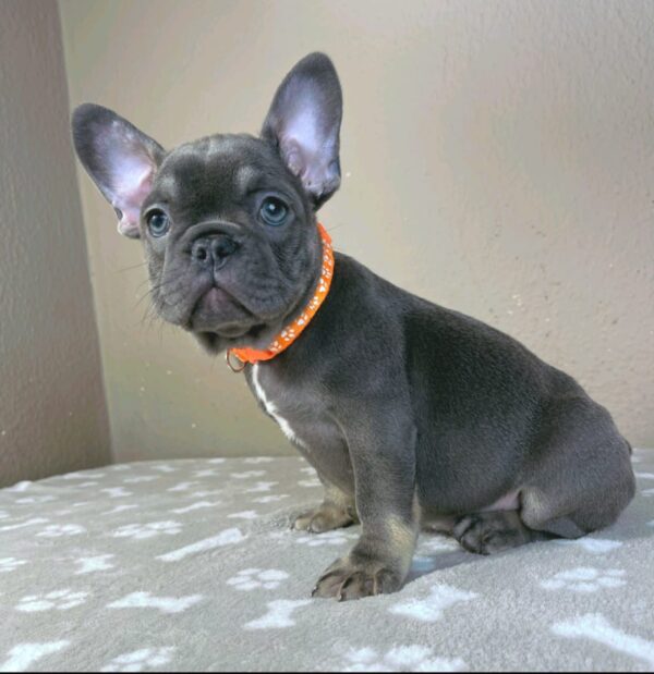Bastinda French Bulldog Bastinda French Bulldog