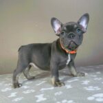 Bastinda-female-french-bulldog-puppy-for-sale-1 (4)