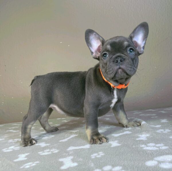 Bastinda French Bulldog Bastinda French Bulldog