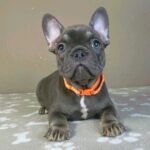 Bastinda-female-french-bulldog-puppy-for-sale-1 (5)