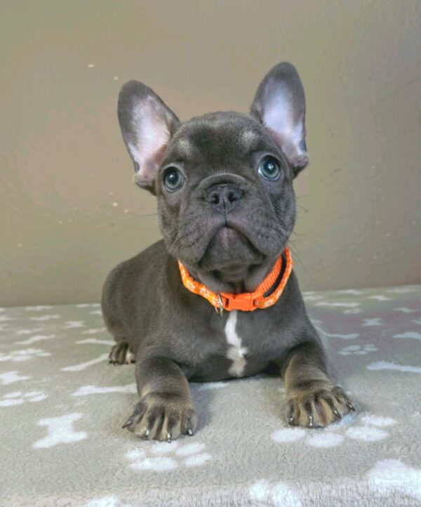 Bastinda French Bulldog Bastinda French Bulldog