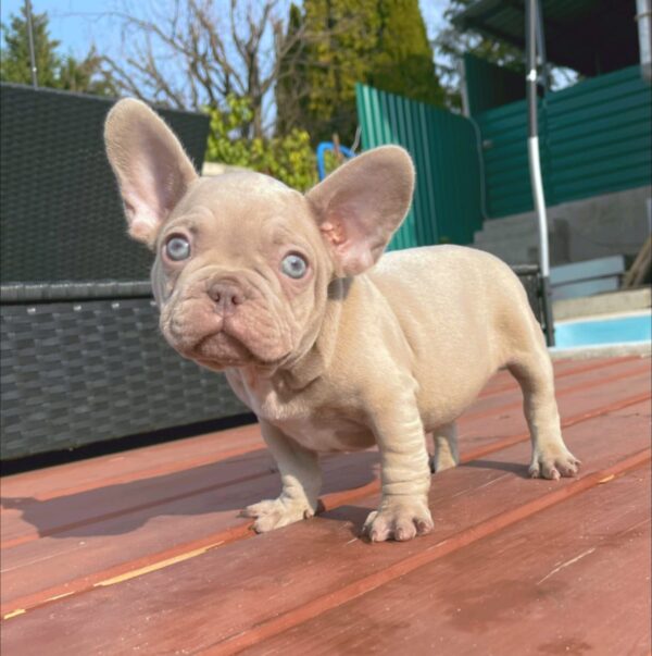 Becker French Bulldog Becker French Bulldog