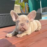 Becker-male-french-bulldog-puppy-for-sale-1 (2)