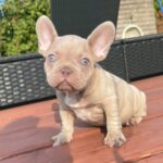 Becker-male-french-bulldog-puppy-for-sale-1 (3)