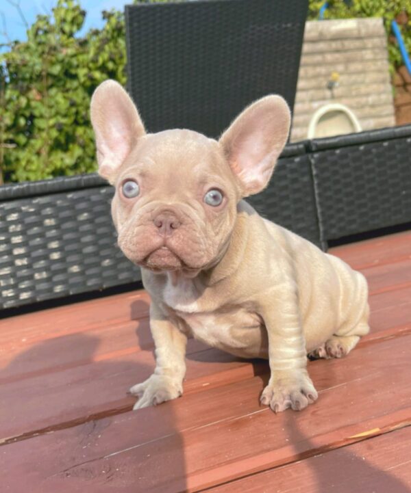 Becker French Bulldog Becker French Bulldog