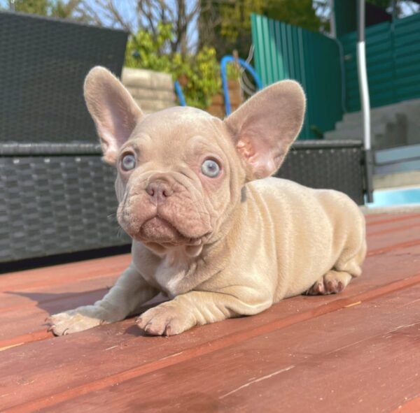 Becker French Bulldog Becker French Bulldog