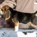 Becky-female-Beagle-puppy-for-sale-1