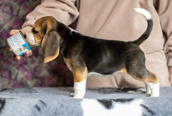 Becky Beagle Becky Beagle