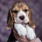 Becky-female-Beagle-puppy-for-sale-2