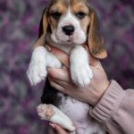 Becky-female-Beagle-puppy-for-sale-3